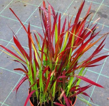 Cilindriskā imperāta 'Red Baron'